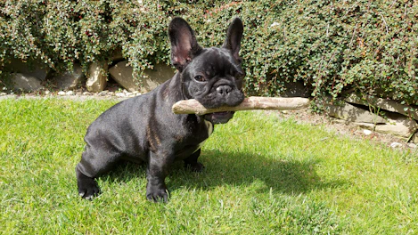 Elegant blue French Bulldog puppy playing in a sunlit Texas backyard with lush greenery.