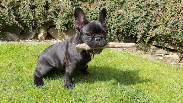 A happy French Bulldog puppy playing with a colorful toy in a grassy park.