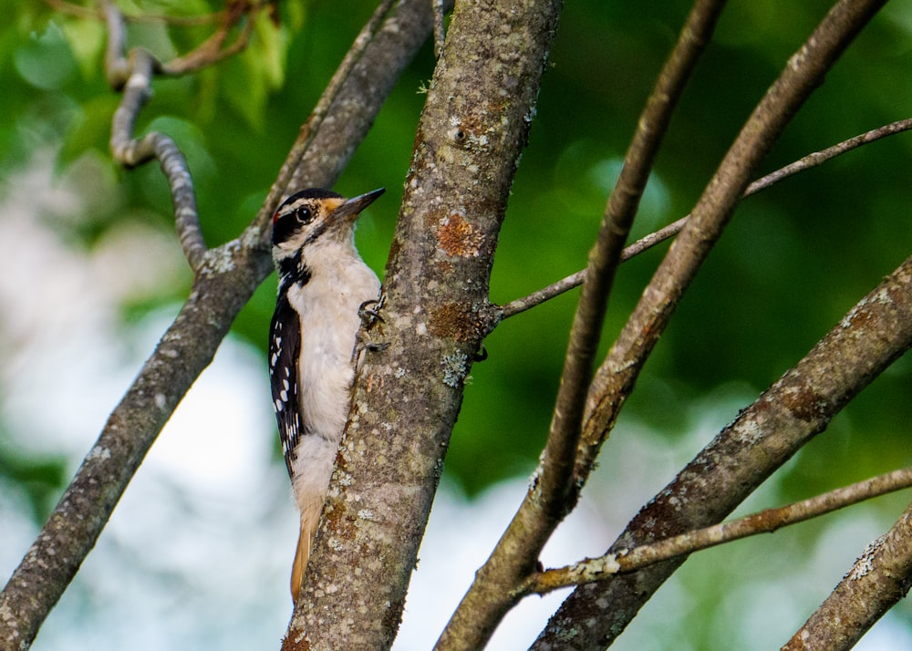 Pájaro blanco y negro en la rama del árbol