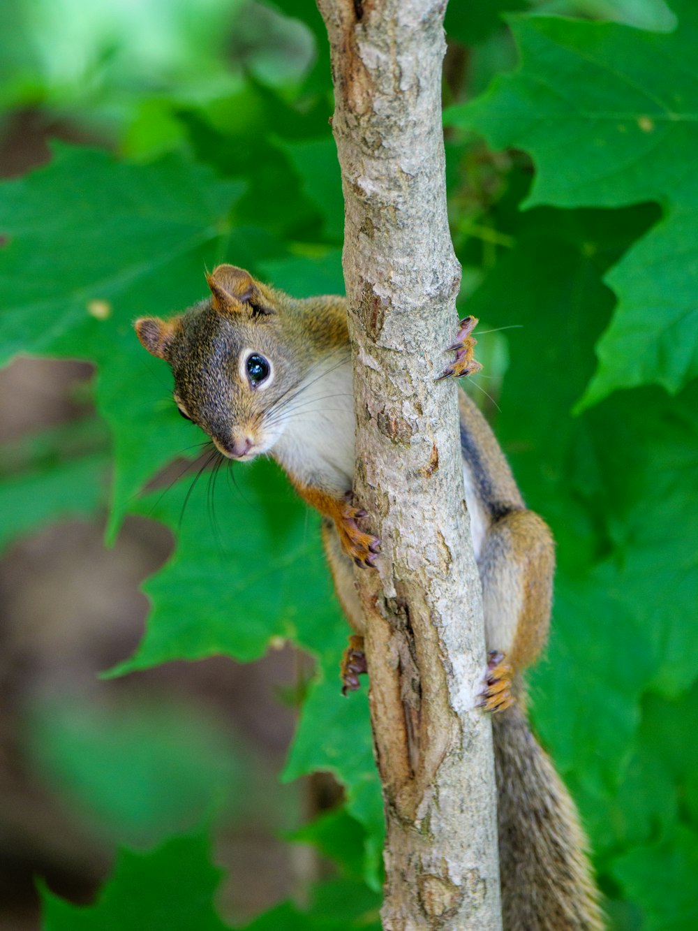 esquilo marrom no galho marrom da árvore durante o dia