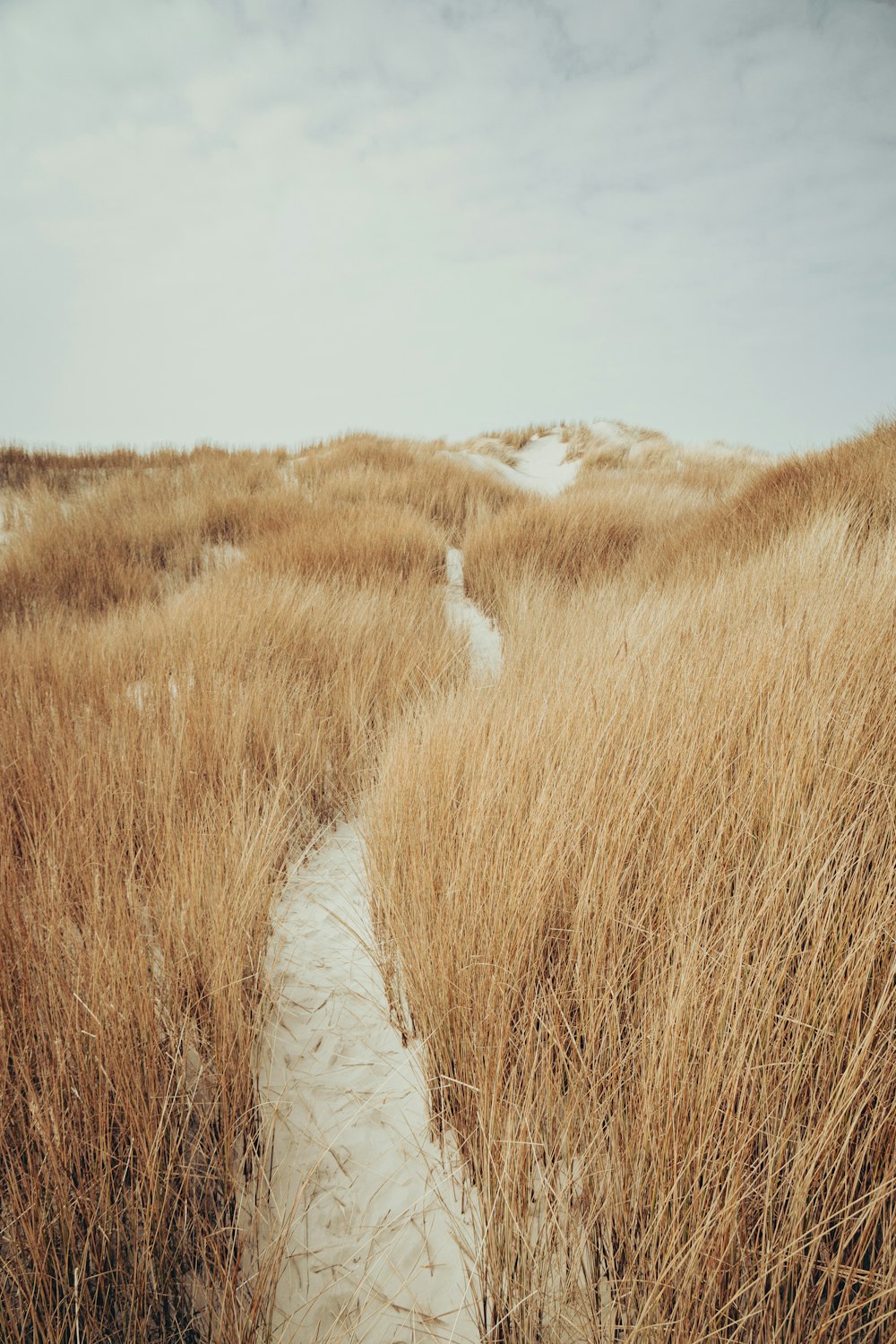 brown grass field during daytime