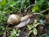 A large snail with a brown and beige shell crawls across damp soil surrounded by green vegetation. The ground is littered with leaves and twigs, creating a natural, earthy setting.