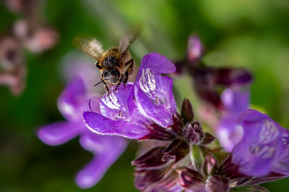 abeille brune et noire sur fleur violette