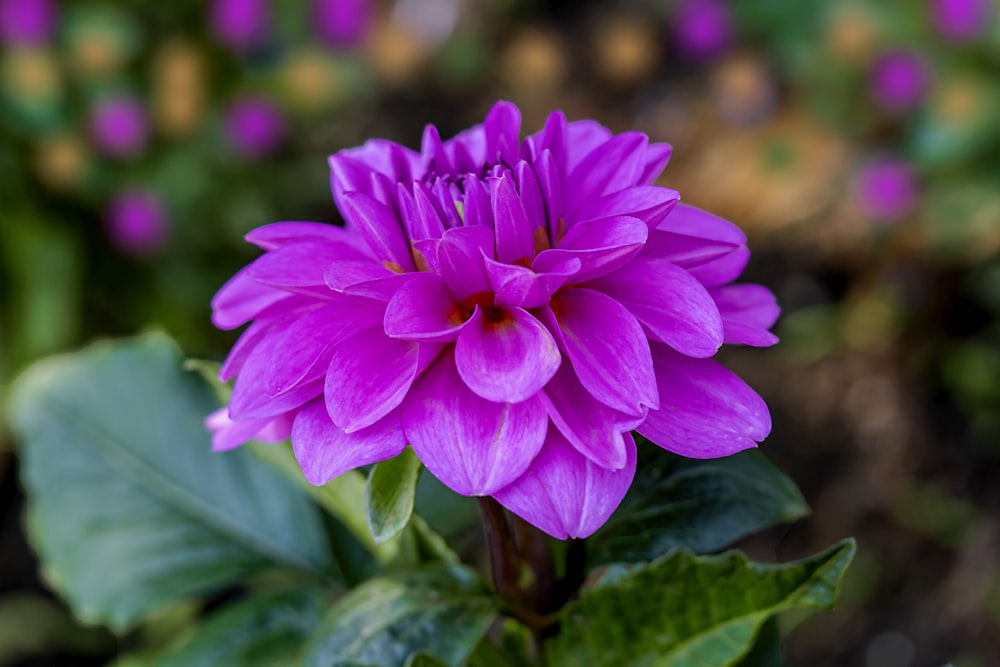 pink flower in tilt shift lens