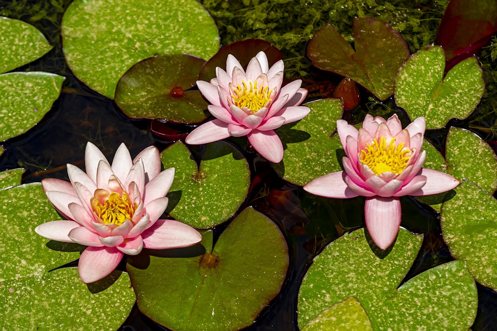 水に咲くピンクの蓮の花