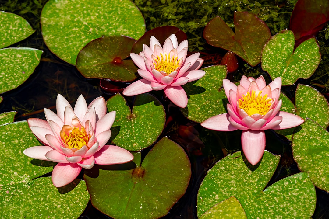 pink lotus flower on water