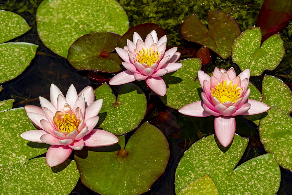 flor de lótus rosa na água