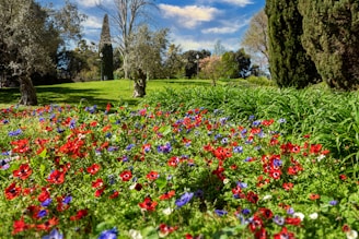 red and purple flower field near green grass field during daytime