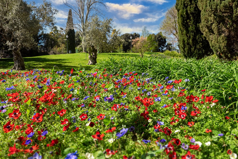 red and purple flower field near green grass field during daytime