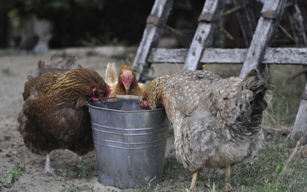 brown chicken on black plastic bucket