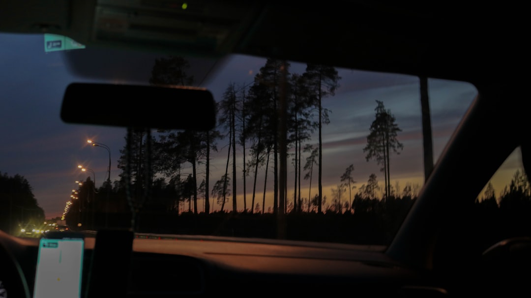 silhouette of trees during sunset