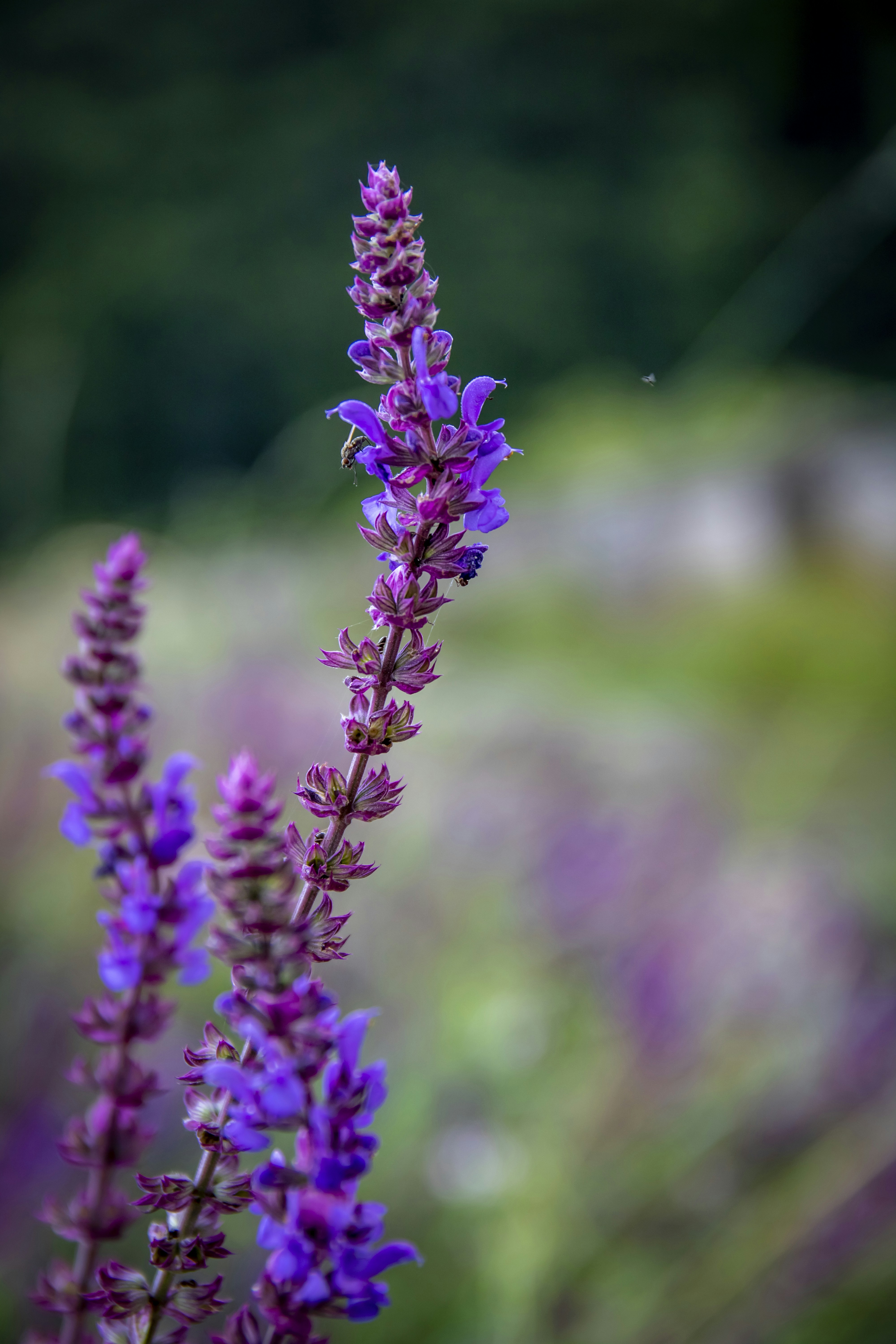 Photo by ovidiugruescu