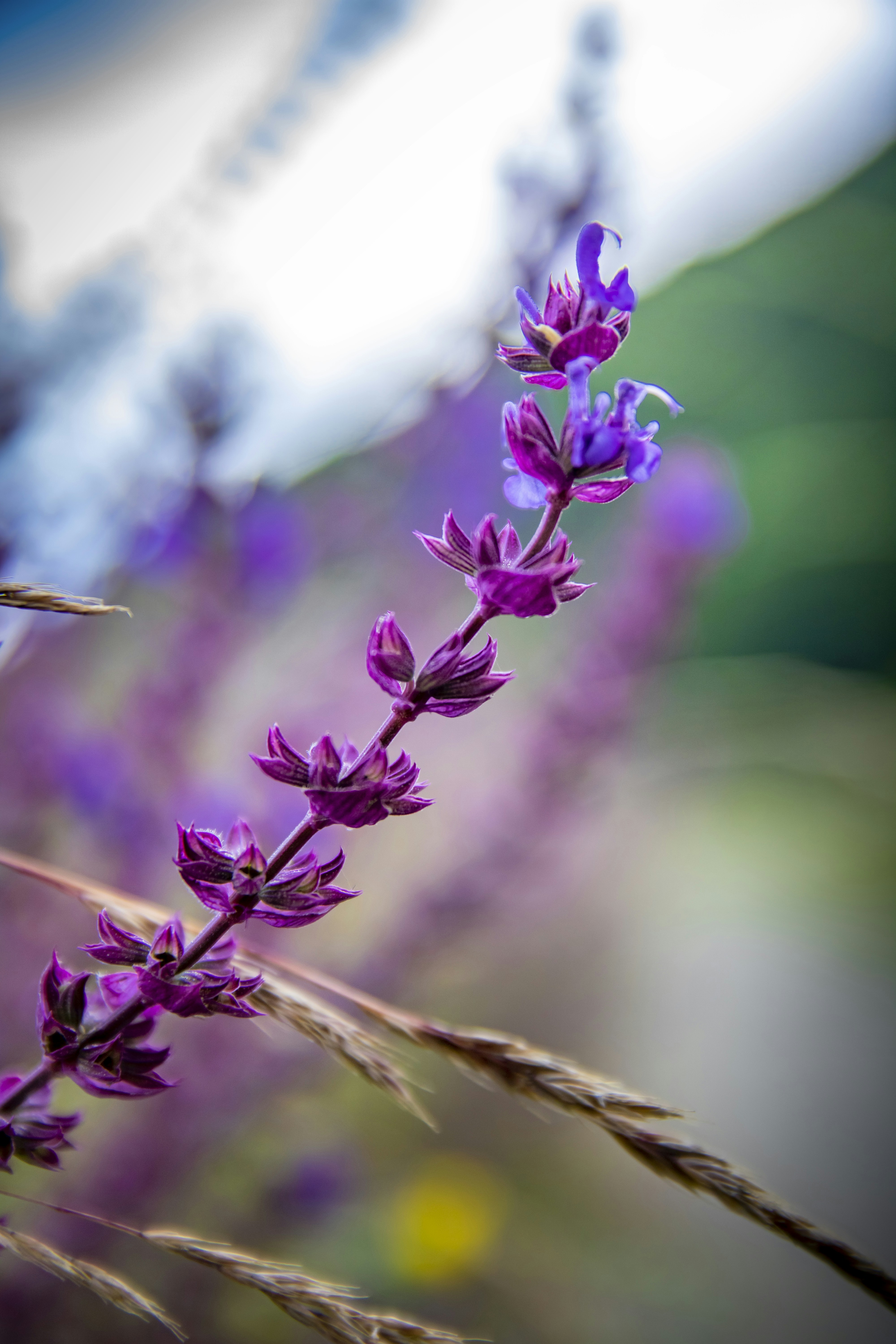 Photo by ovidiugruescu