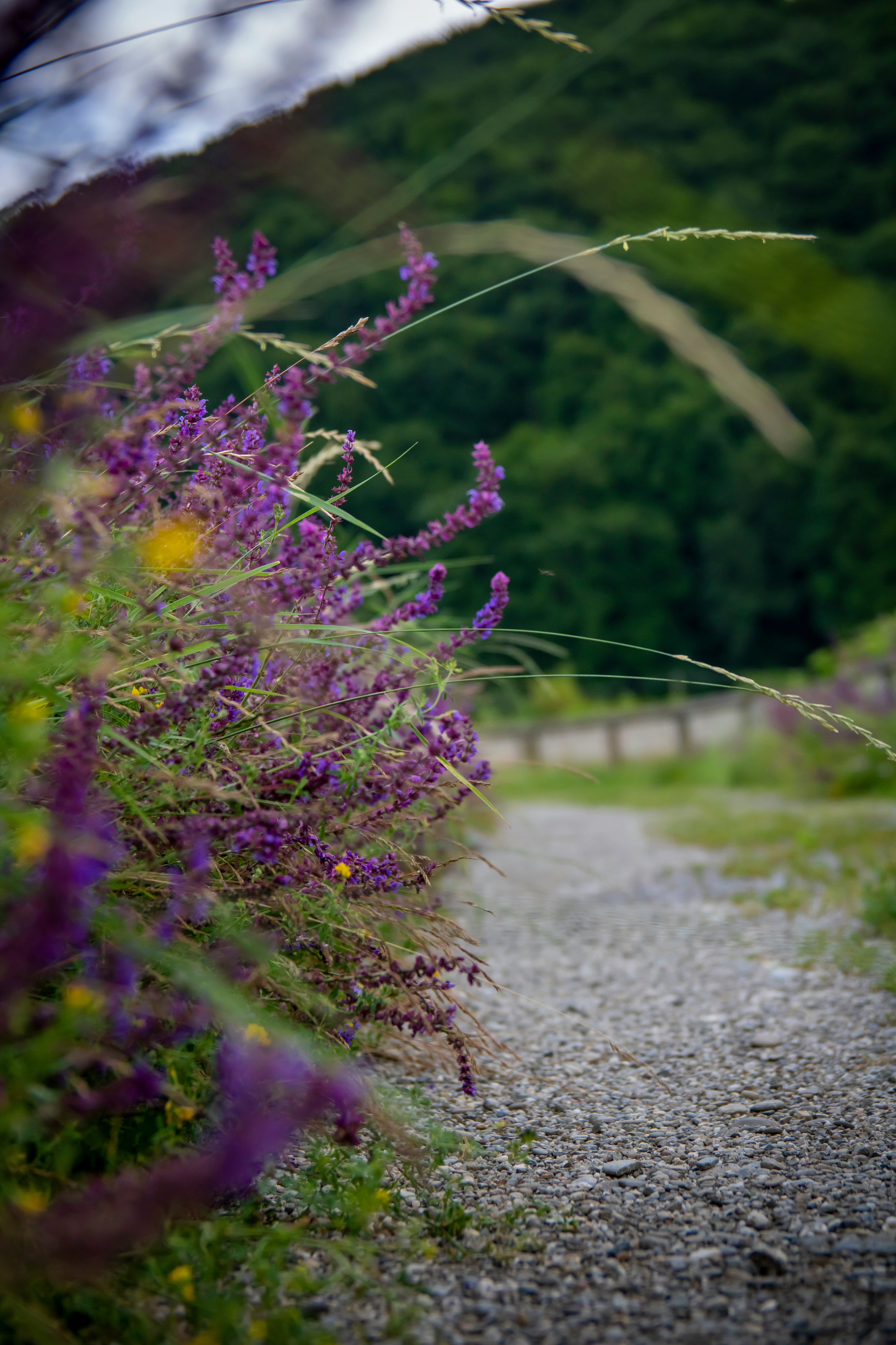 purple flowers on gray soil