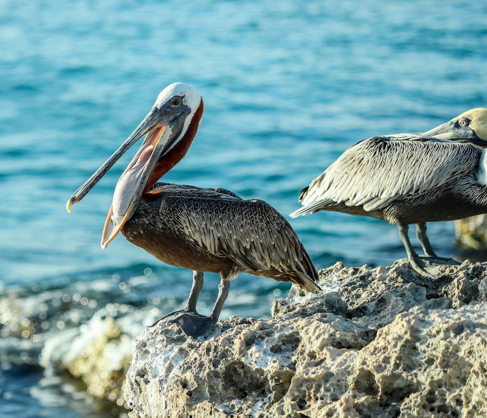 brown pelican on gray rock near body of water during daytime