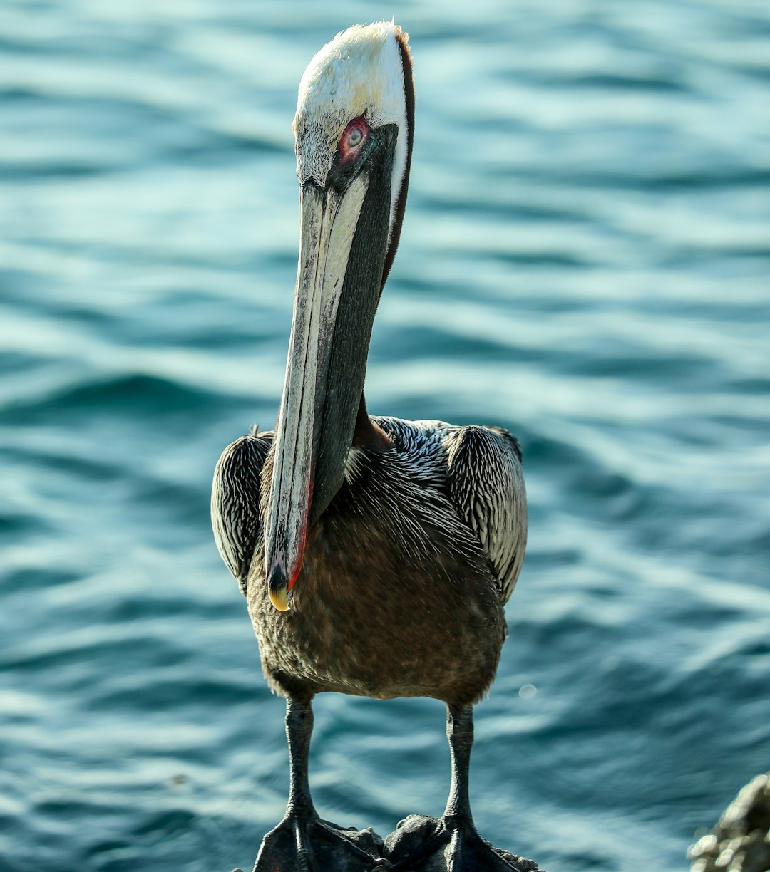 brown pelican on body of water during daytime