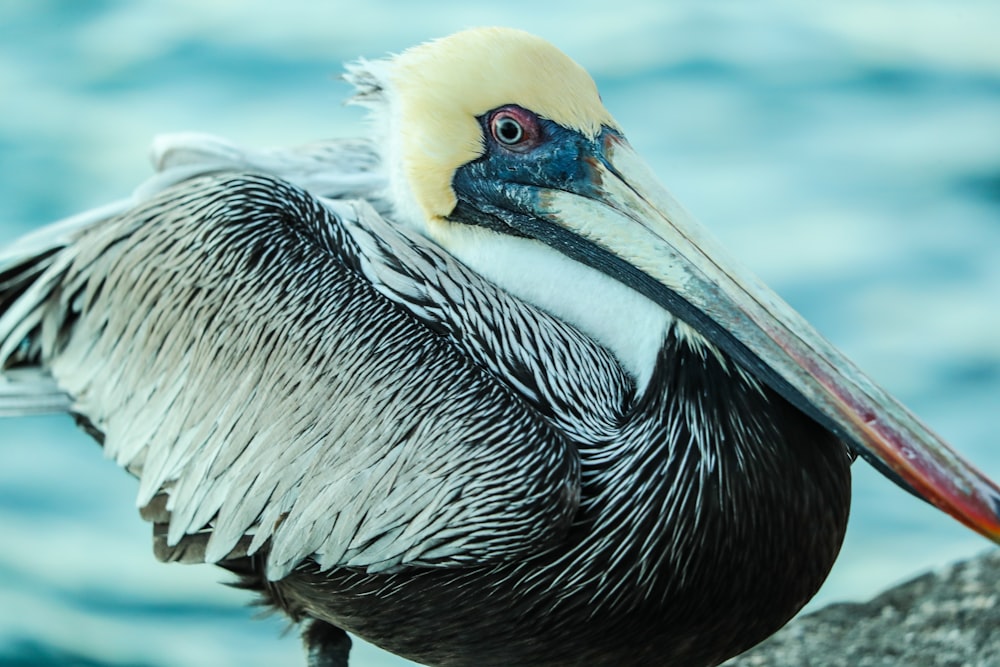 white pelican on water during daytime