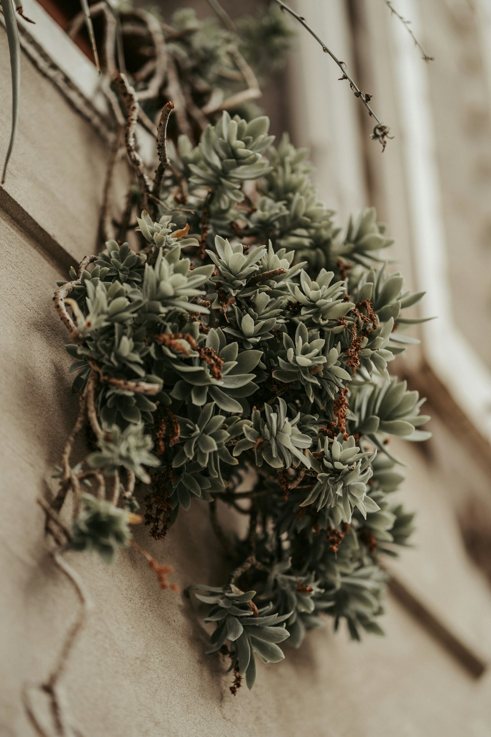 green and red plant on white wall