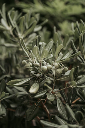 A close-up of healthy olive saplings growing in a sunlit nursery in Morocco.