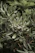 Close-up of a healthy olive tree with fresh green leaves under sunlight in a Moroccan nursery.