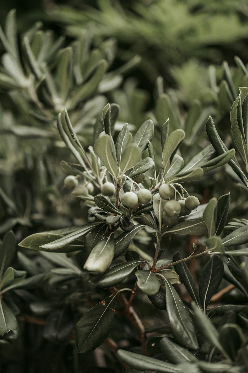 green plant in close up photography