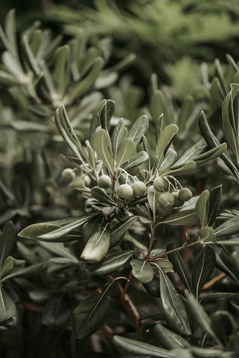 Close up of a green plant