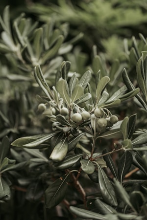 A close-up of an olive tree branch with green olives and elongated leaves. The foliage appears lush and healthy, with a variety of shades of green.