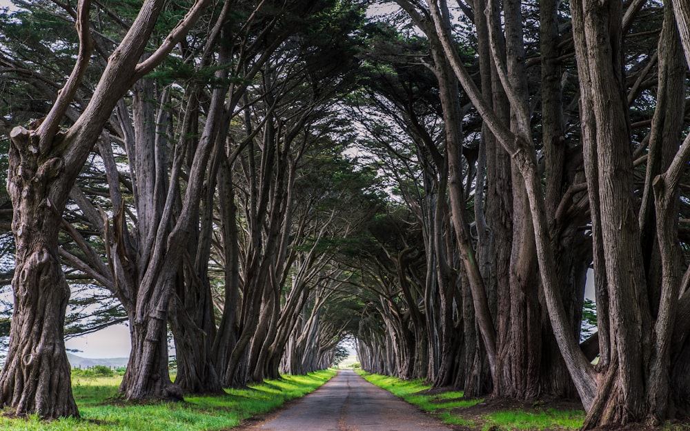 gray concrete pathway between trees during daytime