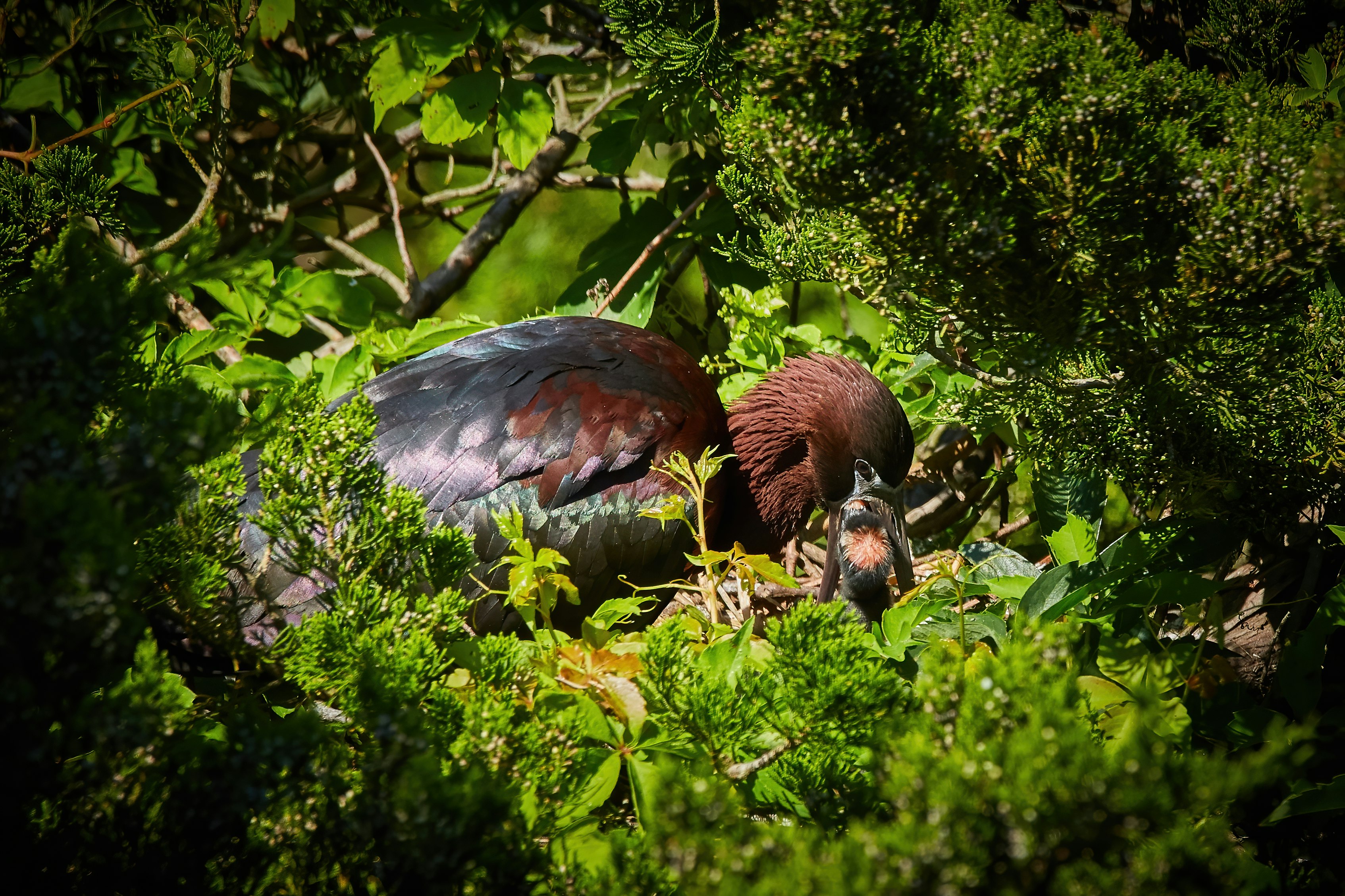 black and brown bird on green plant during daytime