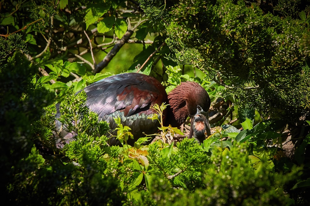 black and brown bird on green plant during daytime