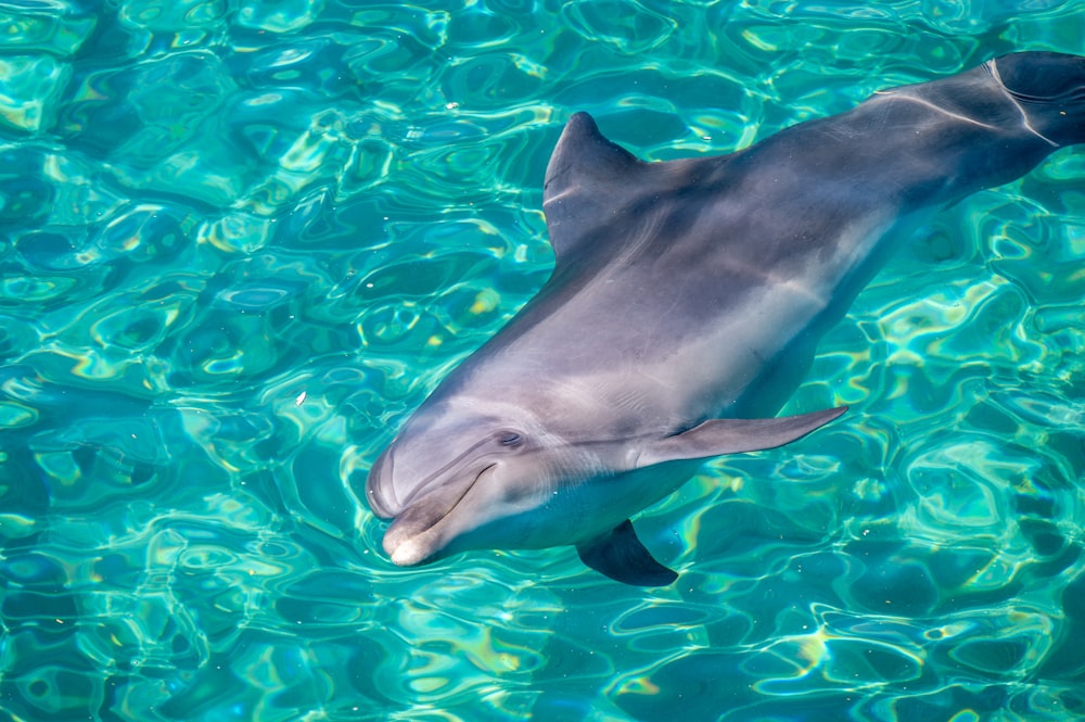 水中の灰色のサメ