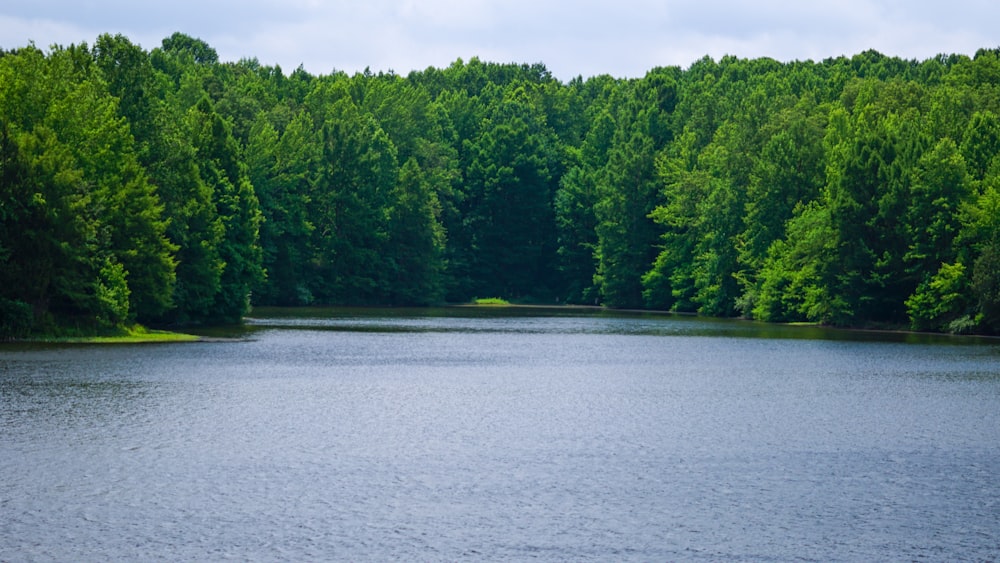 árvores verdes ao lado do corpo de água durante o dia