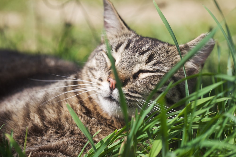 brown tabby cat on green grass during daytime