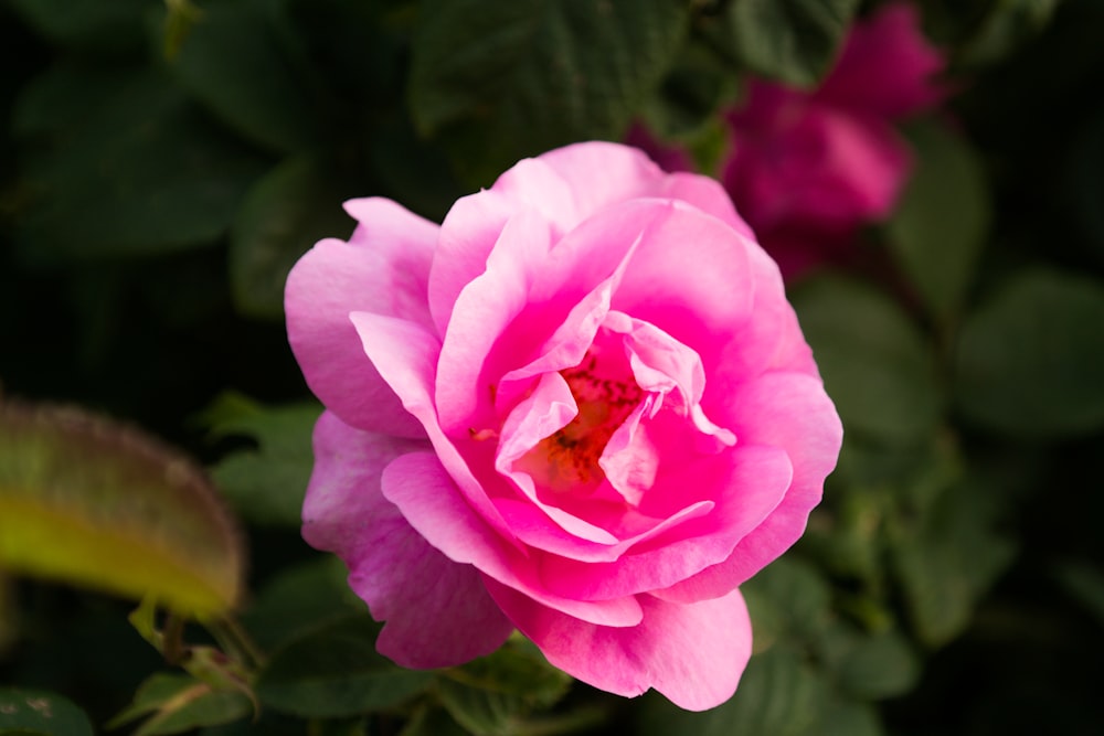 pink rose in bloom during daytime