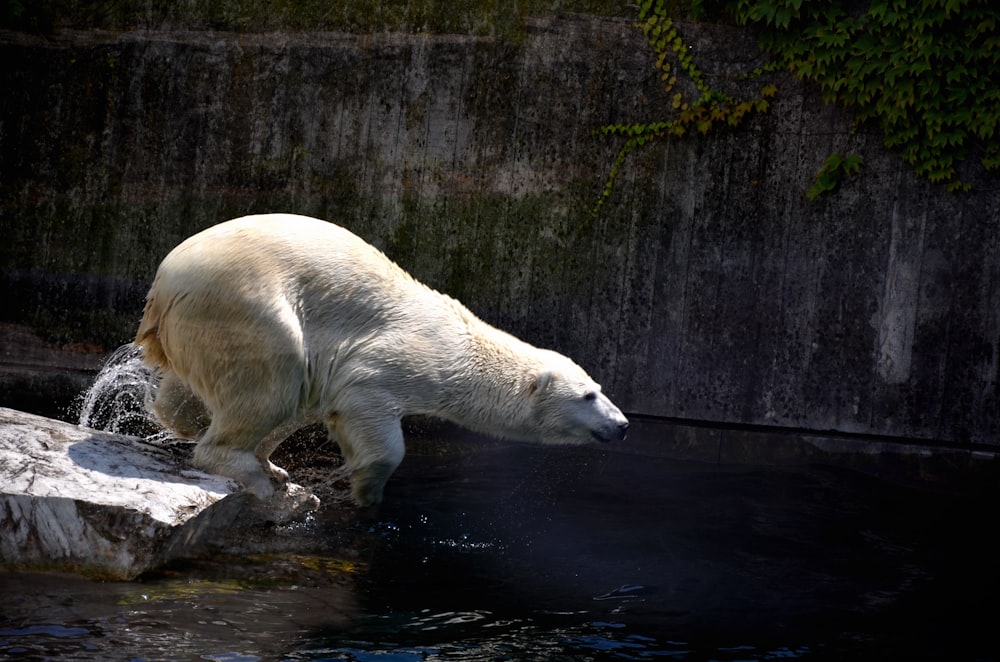 white polar bear on water
