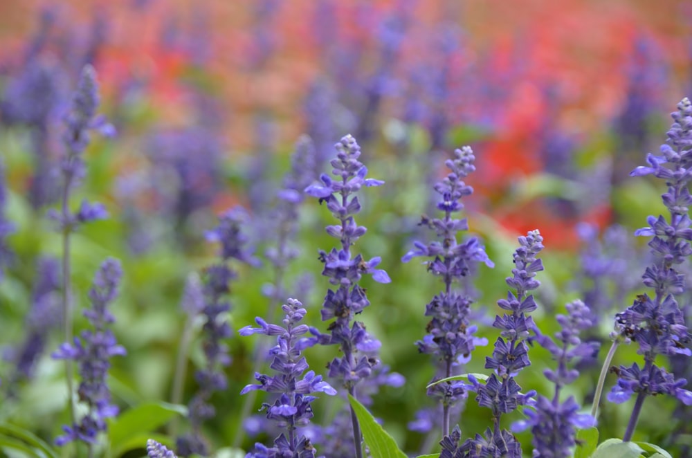 purple flower in tilt shift lens