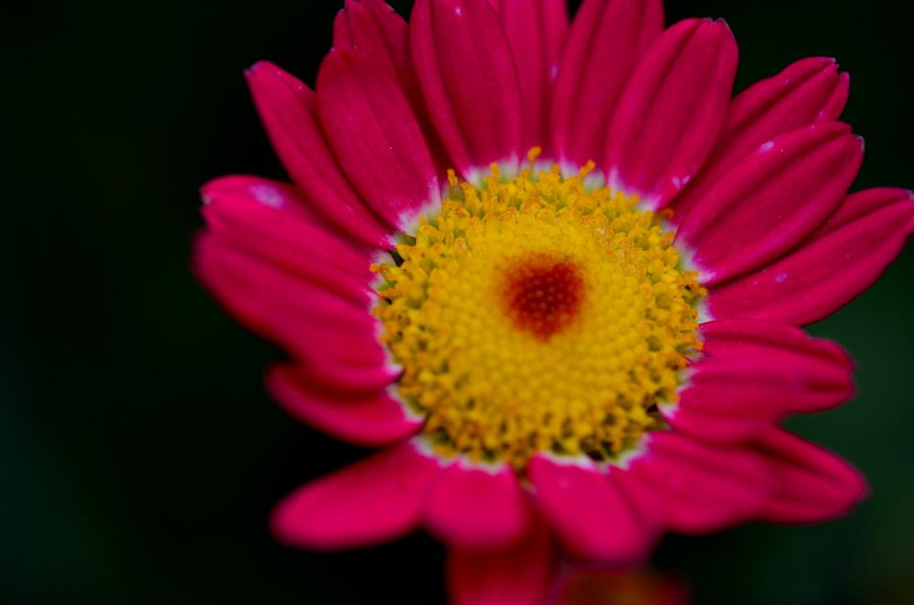 pink and yellow flower in close up photography