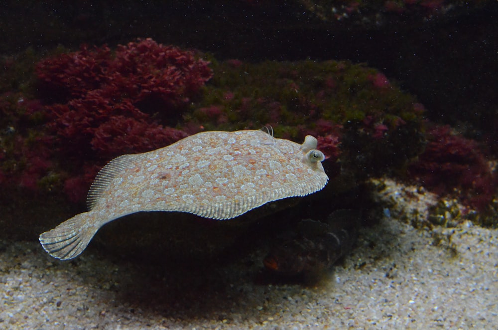 white and black fish in water