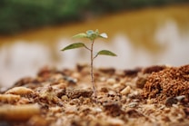 green plant on brown soil