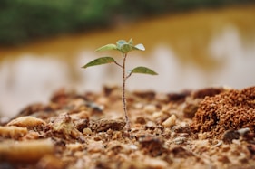 green plant on brown soil