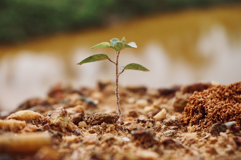 green plant on brown soil