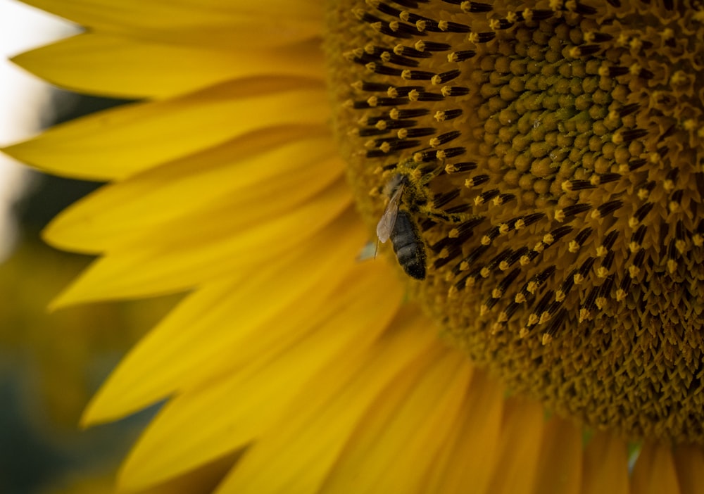 honeybee perched on yellow sunflower in close up photography during daytime