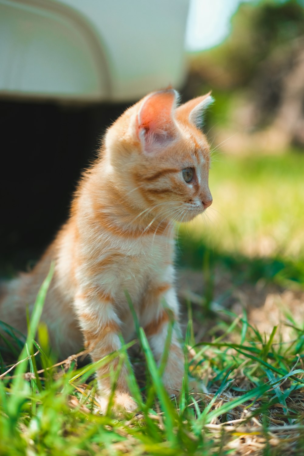 orange tabby cat on green grass during daytime