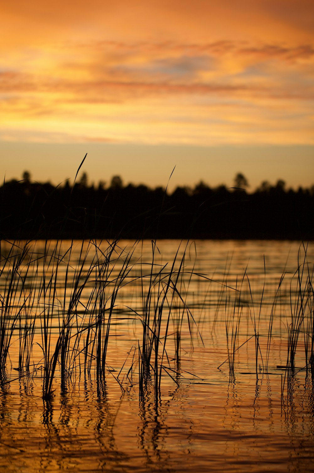 silhouette of grass during sunset