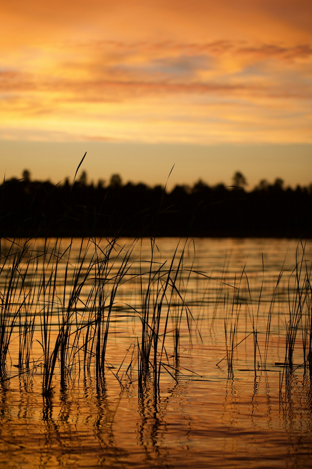 日没時の草のシルエットの写真 Unsplashで見つけるドアカウンティーの無料写真