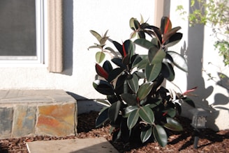 A rubber plant with dark green, glossy leaves and red undersides is positioned against a light-colored exterior wall. To the left, there is a window partially visible, and below it, a stone surface. The ground is covered with mulch, and a small outdoor light fixture is nearby.