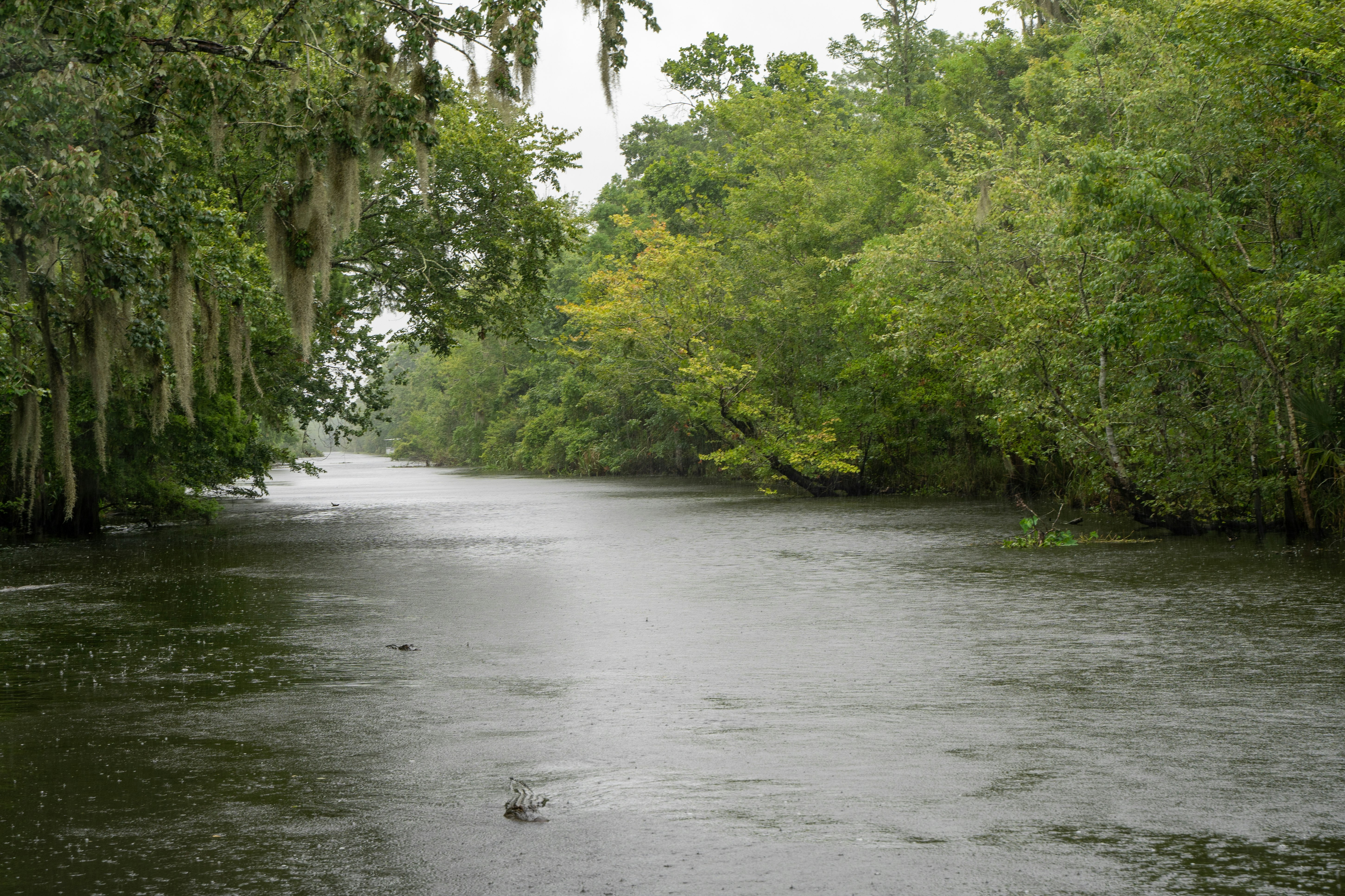 the beauty of the louisiana swamp on a cloudy day