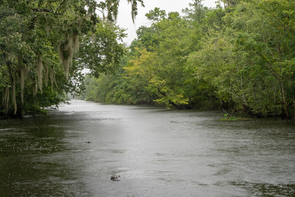 green trees beside river during daytime