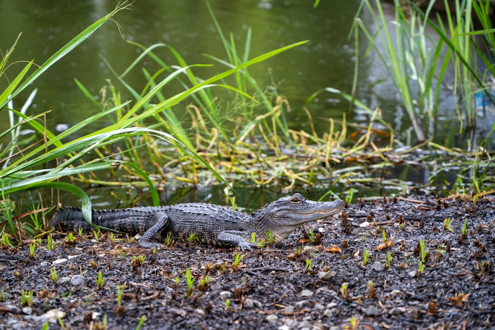 black crocodile on green grass during daytime