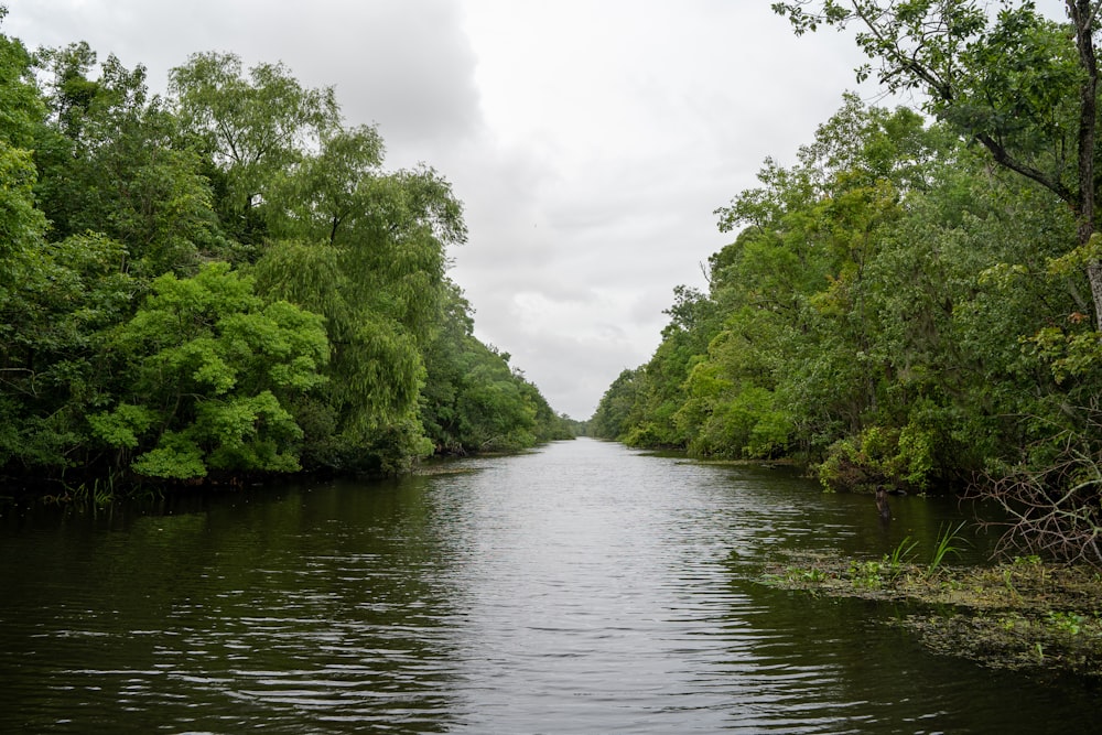 green trees beside river during daytime